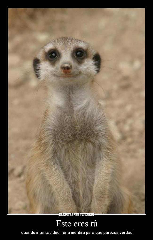 carteles suricato timon krake caliche desmotivaciones