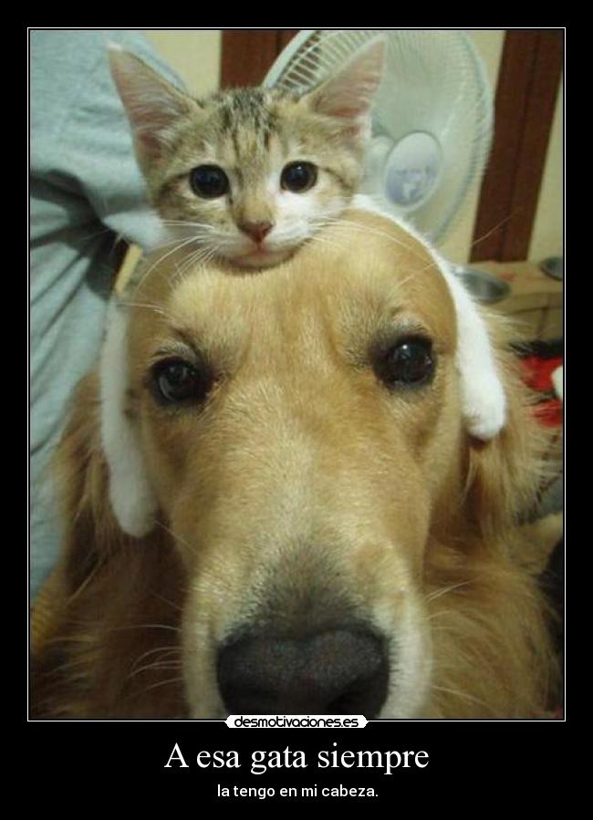 A esa gata siempre - 