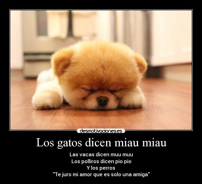 Los gatos dicen miau miau -