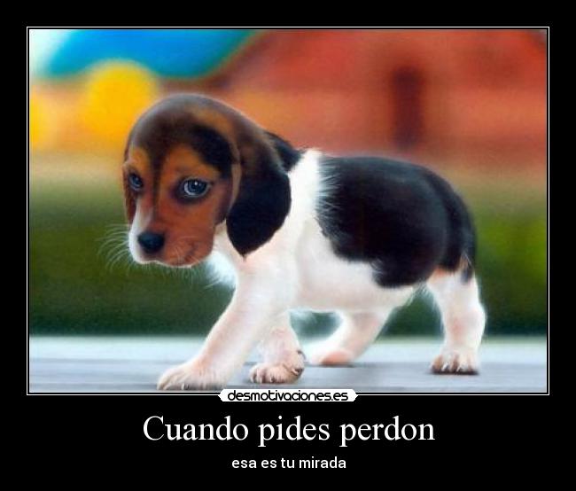 Cuando pides perdon - 