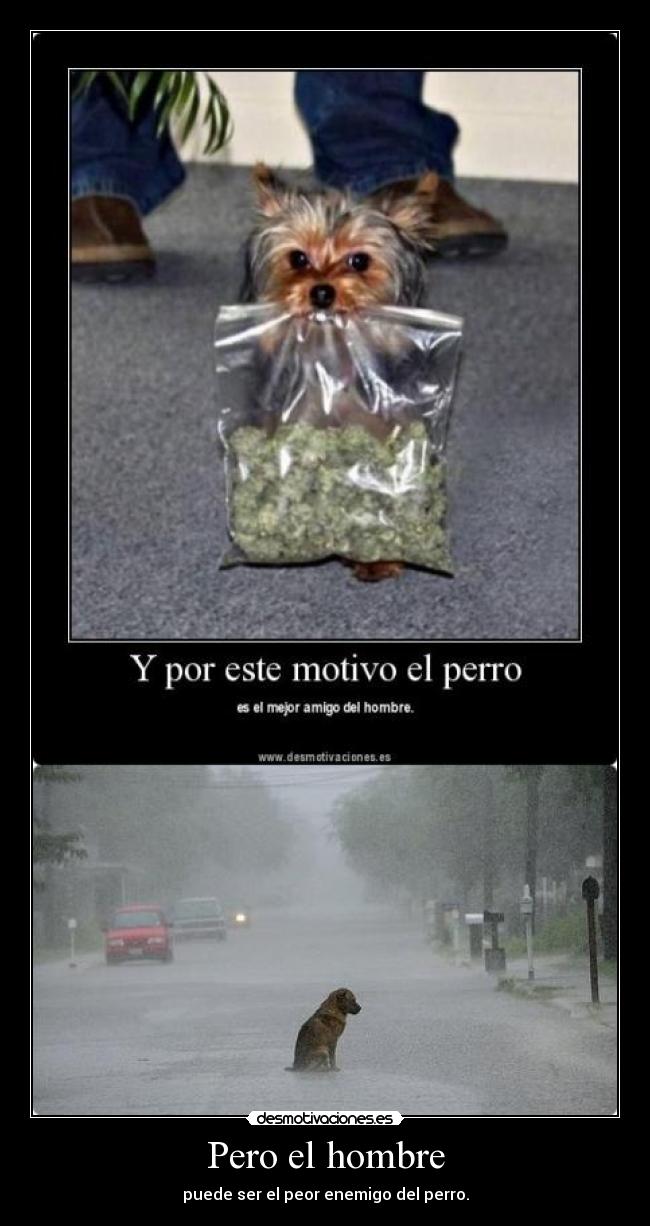 Pero el hombre - puede ser el peor enemigo del perro.