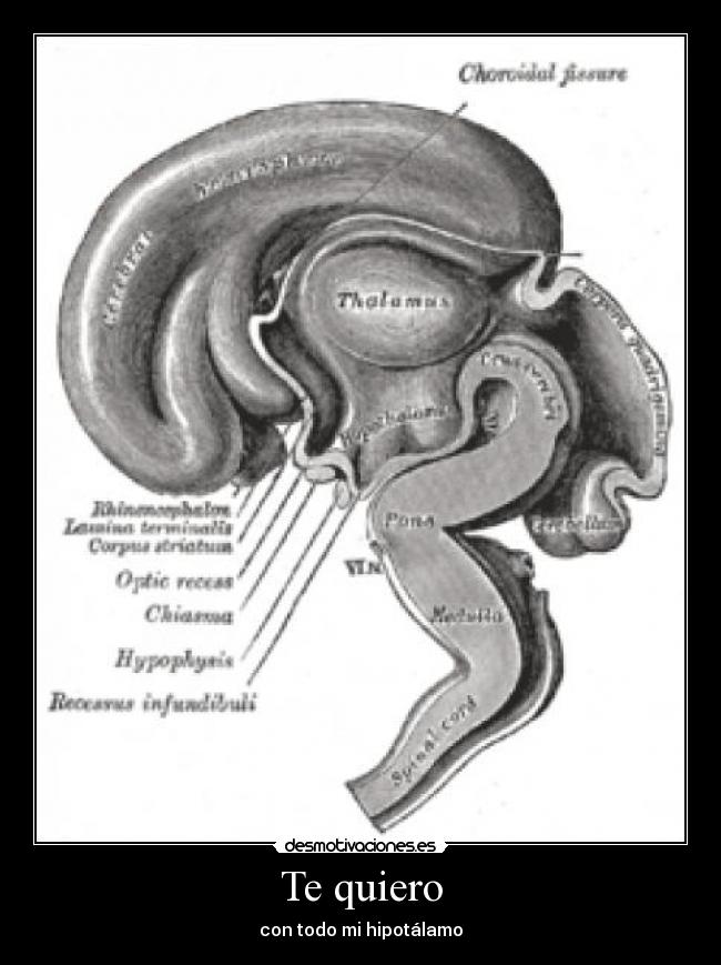 carteles darky10 corazon nada tiene que ver amor desmotivaciones