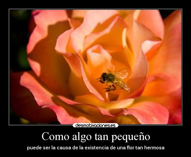 carteles cartel resubido abejitaaaaaaaaaaaaaaaas desmotivaciones