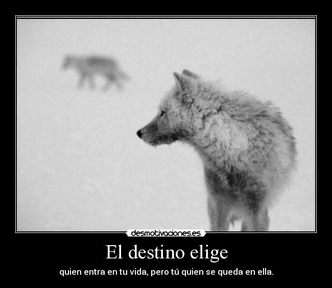 El destino elige - quien entra en tu vida, pero tú quien se queda en ella.