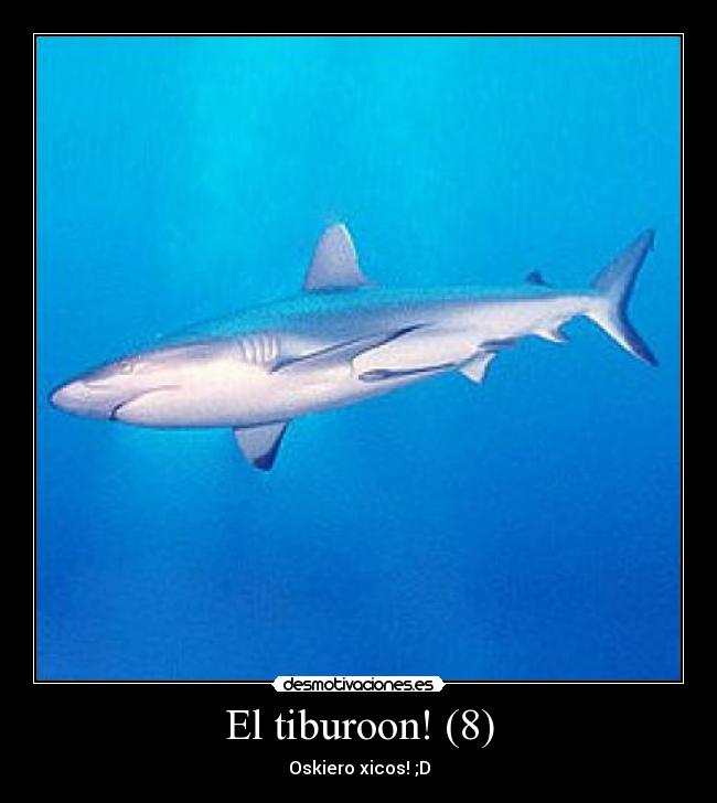 El tiburoon! (8) -