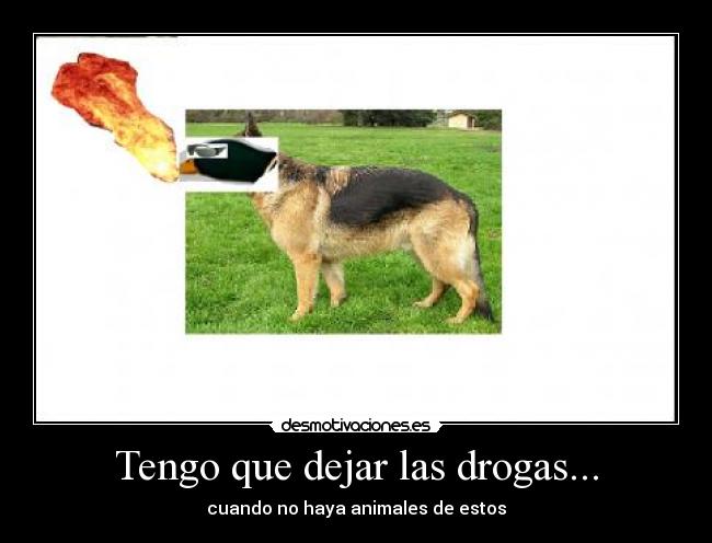 Tengo que dejar las drogas... - cuando no haya animales de estos