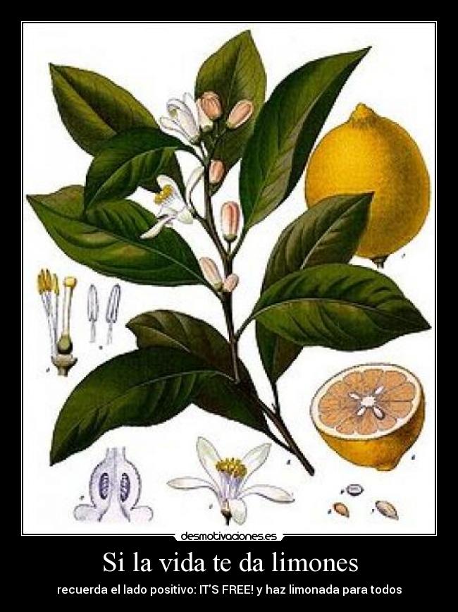 Si la vida te da limones - 