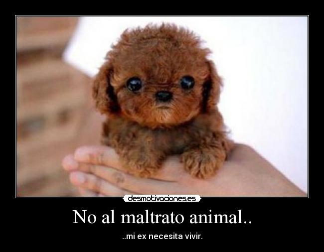 No al maltrato animal.. -