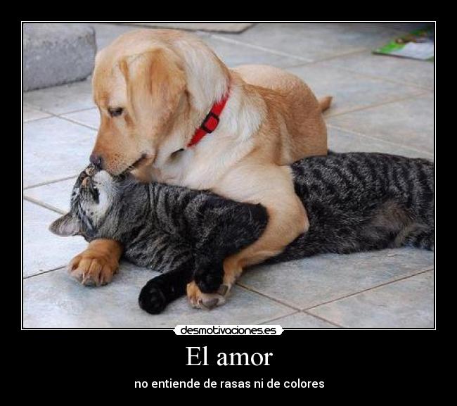 El amor - no entiende de rasas ni de colores