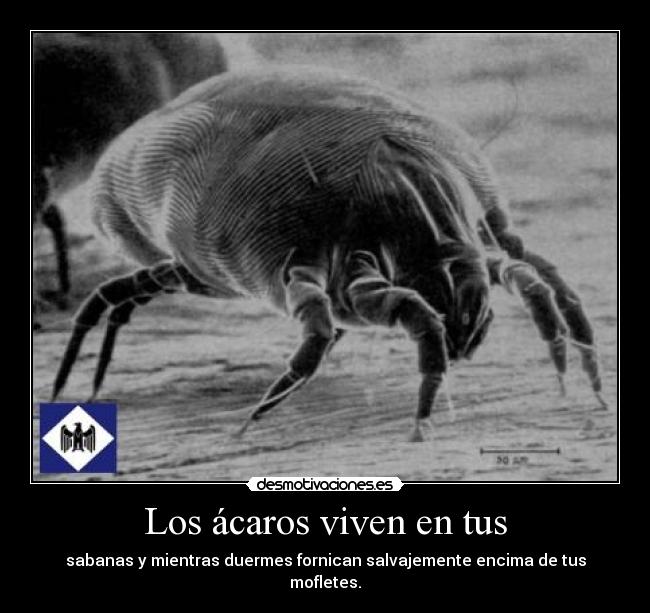 Los ácaros viven en tus - sabanas y mientras duermes fornican salvajemente encima de tus mofletes.