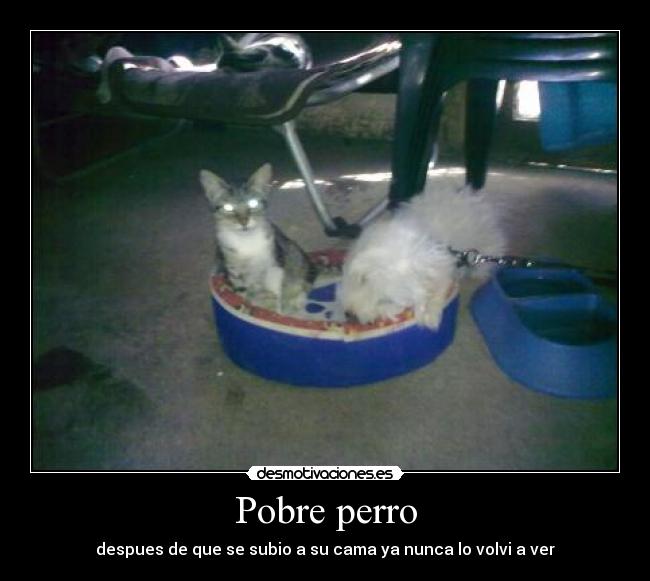 Pobre perro - despues de que se subio a su cama ya nunca lo volvi a ver