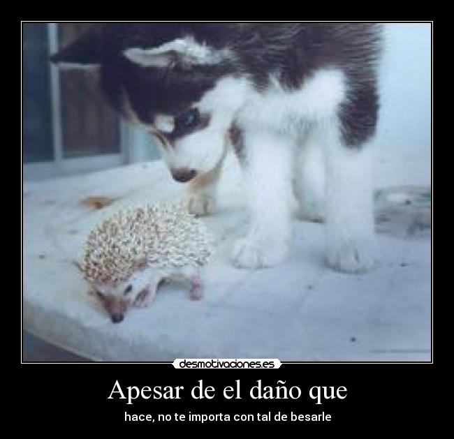 Apesar de el daño que - hace, no te importa con tal de besarle