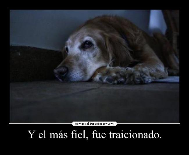 Y el más fiel, fue traicionado. - 