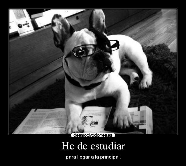 carteles perro gafas estudiar bulldog frances desmotivaciones