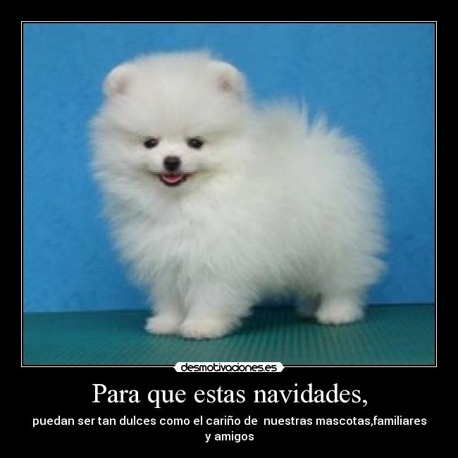 Para que estas navidades, - puedan ser tan dulces como el cariño de  nuestras mascotas,familiares y amigos