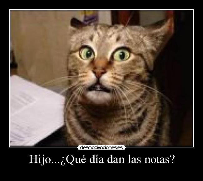 Hijo...¿Qué día dan las notas? - 