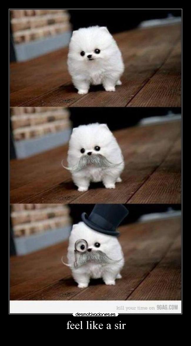 feel like a sir - 