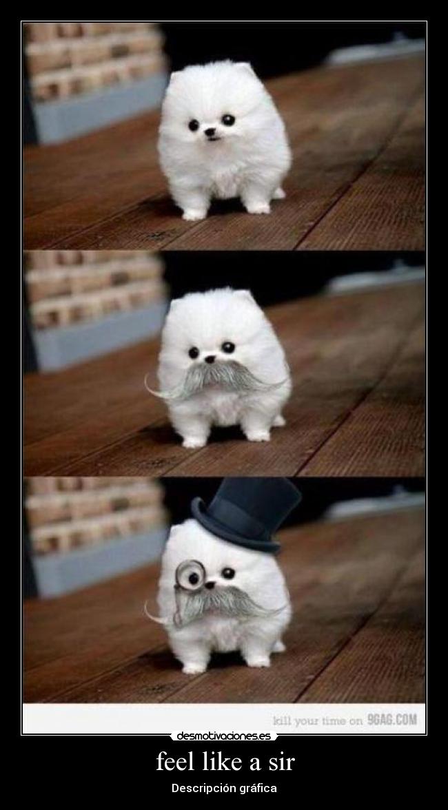 feel like a sir - Descripción gráfica