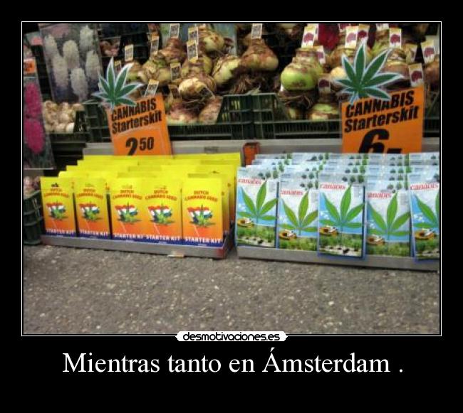 Mientras tanto en Ámsterdam . - 