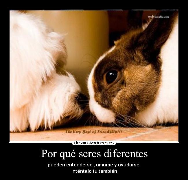 Por qué seres diferentes - pueden entenderse , amarse y ayudarse 
inténtalo tu también
