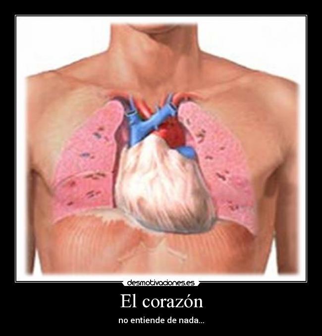 El corazón -