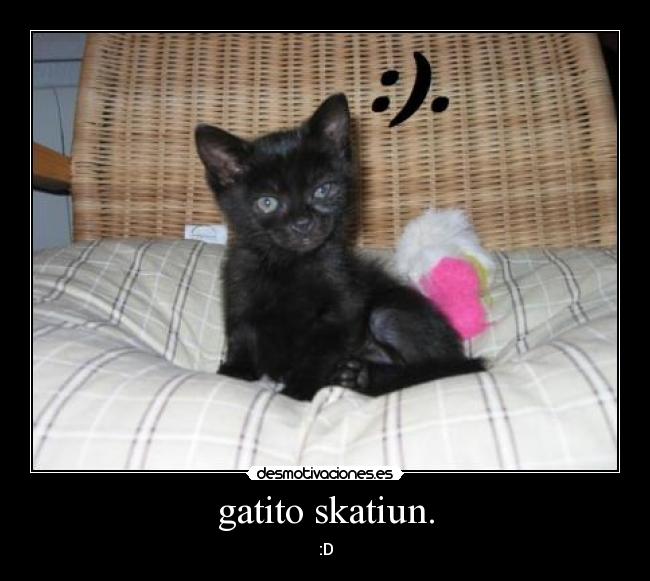 gatito skatiun. - 