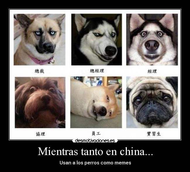 Mientras tanto en china... - Usan a los perros como memes