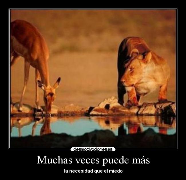 Muchas veces puede más - la necesidad que el miedo
