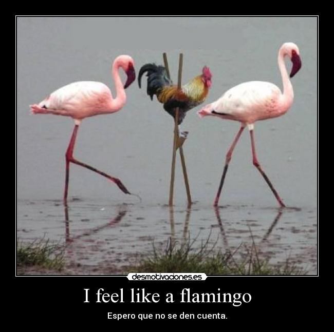 I feel like a flamingo - Espero que no se den cuenta.