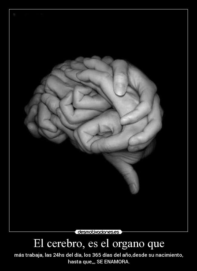 El cerebro, es el organo que -