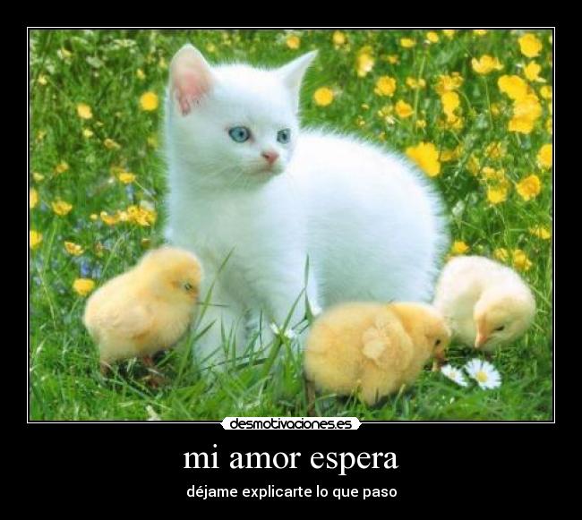 mi amor espera -