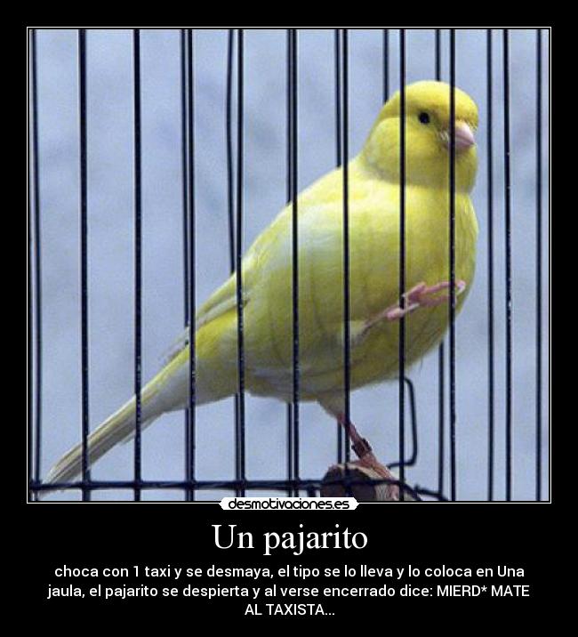 Un pajarito -