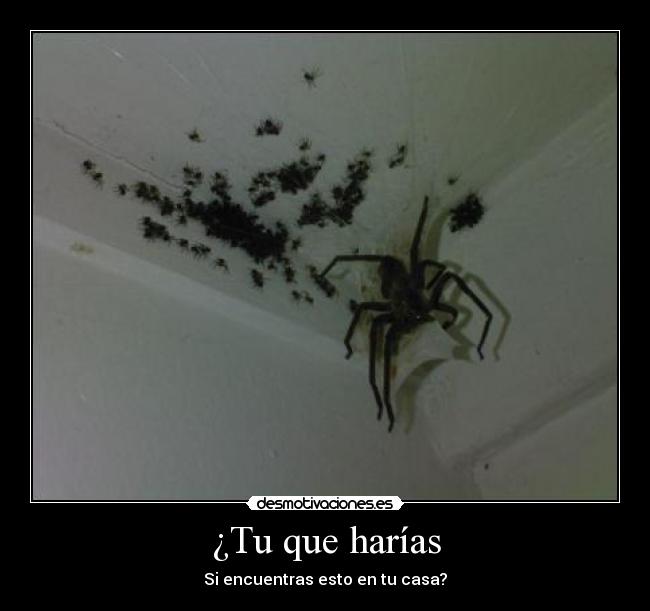 ¿Tu que harías - Si encuentras esto en tu casa?