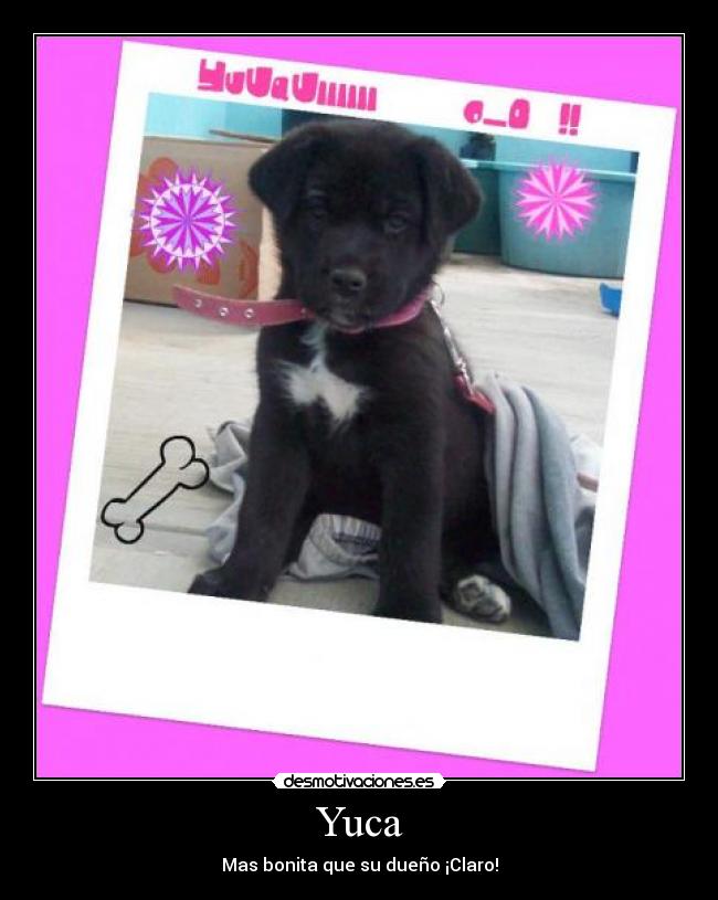 carteles yuca desmotivaciones