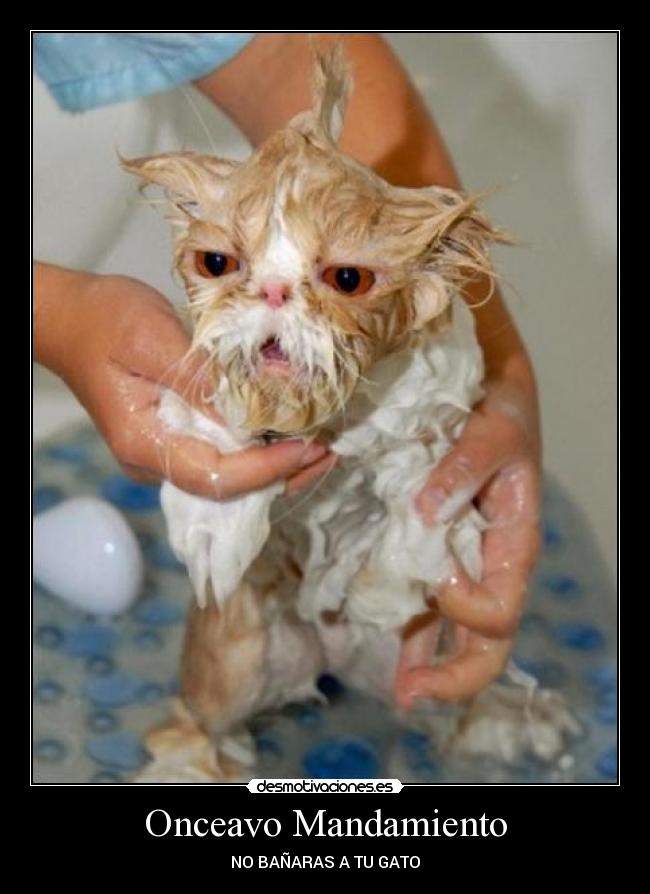 Onceavo Mandamiento - 