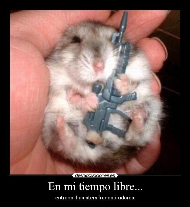 En mi tiempo libre... - entreno  hamsters francotiradores.