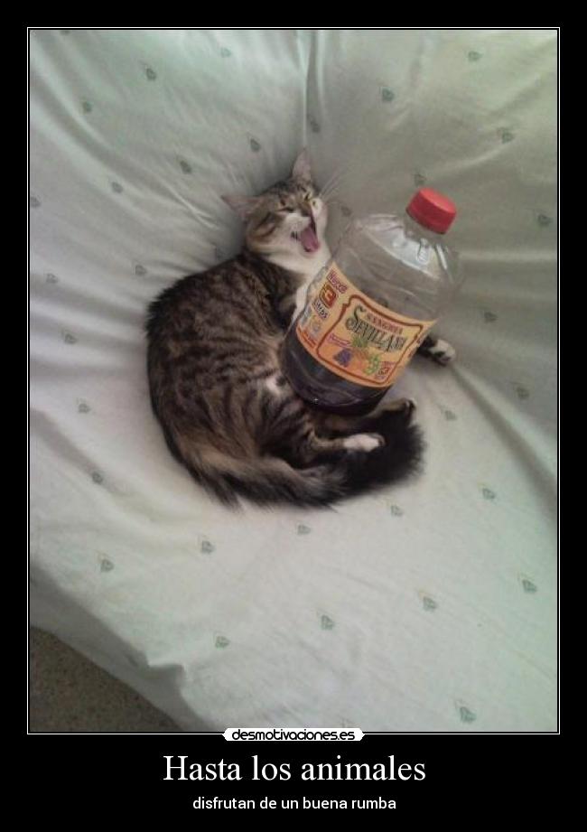 Hasta los animales -