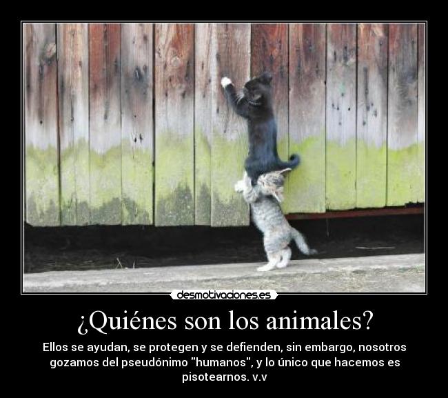 ¿Quiénes son los animales? -