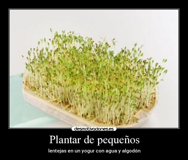 Plantar de pequeños - lentejas en un yogur con agua y algodón