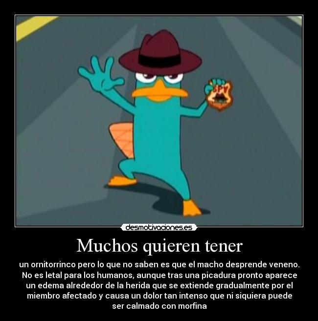 Muchos quieren tener - un ornitorrinco pero lo que no saben es que el macho desprende veneno.
No es letal para los humanos, aunque tras una picadura pronto aparece
un edema alrededor de la herida que se extiende gradualmente por el
miembro afectado y causa un dolor tan intenso que ni siquiera puede
ser calmado con morfina