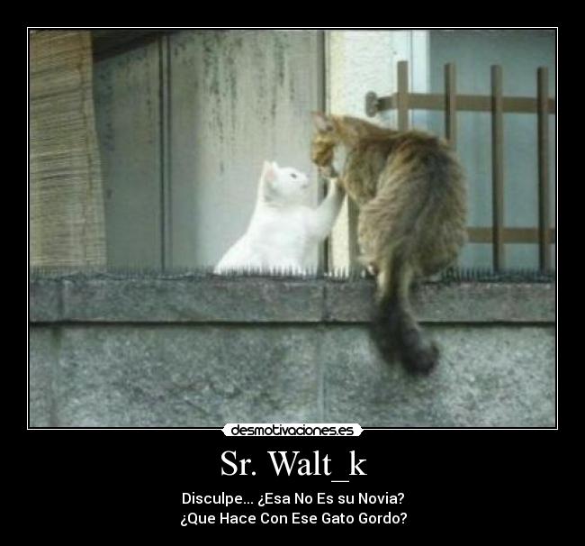 carteles gatos desmotivaciones