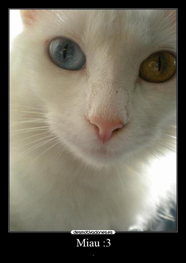 Miau :3 - .