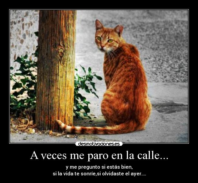 A veces me paro en la calle... - y me pregunto si estás bien,
si la vida te sonríe,si olvidaste el ayer....