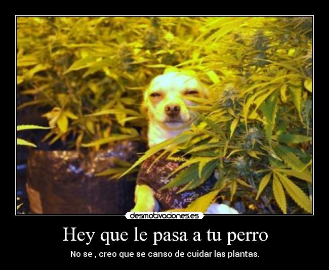 Hey que le pasa a tu perro - No se , creo que se canso de cuidar las plantas.