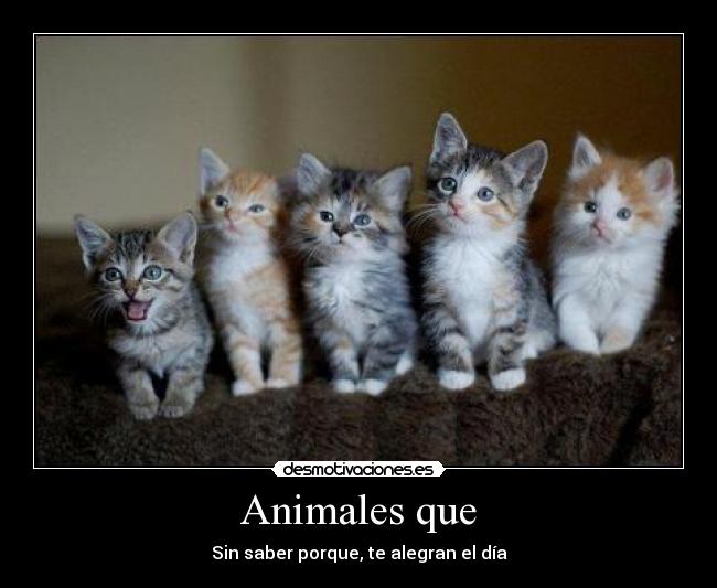 Animales que - Sin saber porque, te alegran el día