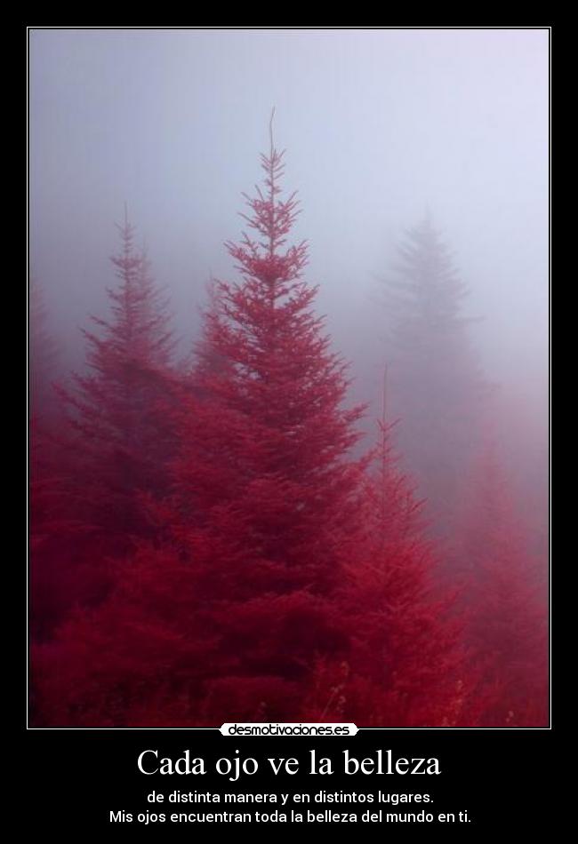 Cada ojo ve la belleza - 