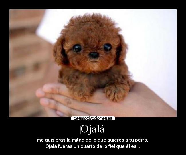 Ojalá - me quisieras la mitad de lo que quieres a tu perro.
Ojalá fueras un cuarto de lo fiel que él es... ♥