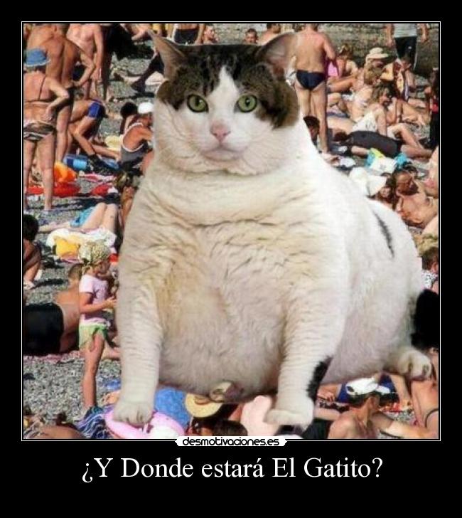 ¿Y Donde estará El Gatito? -