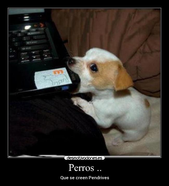 Perros .. - Que se creen Pendrives