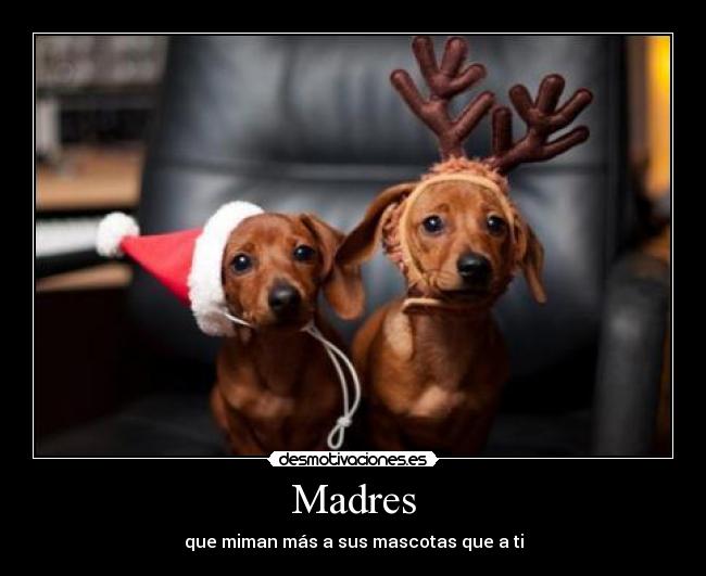 Madres - que miman más a sus mascotas que a ti